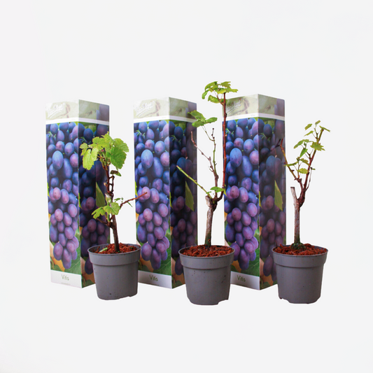 Florastore Druvväxt - Set Om 3 - Vitis Vinifera 'Cabernet Franc' - Höjd 25-40Cm - ⌀9Cm