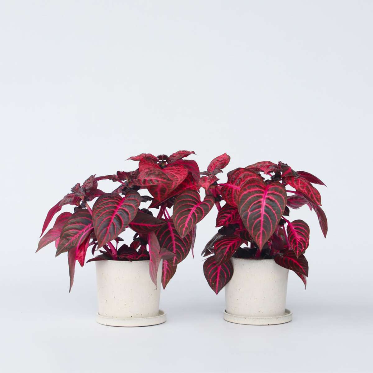 Florastore Blodblad - Set Om 2 - Iresine Herbstii - Höjd 20-30Cm - ⌀13Cm