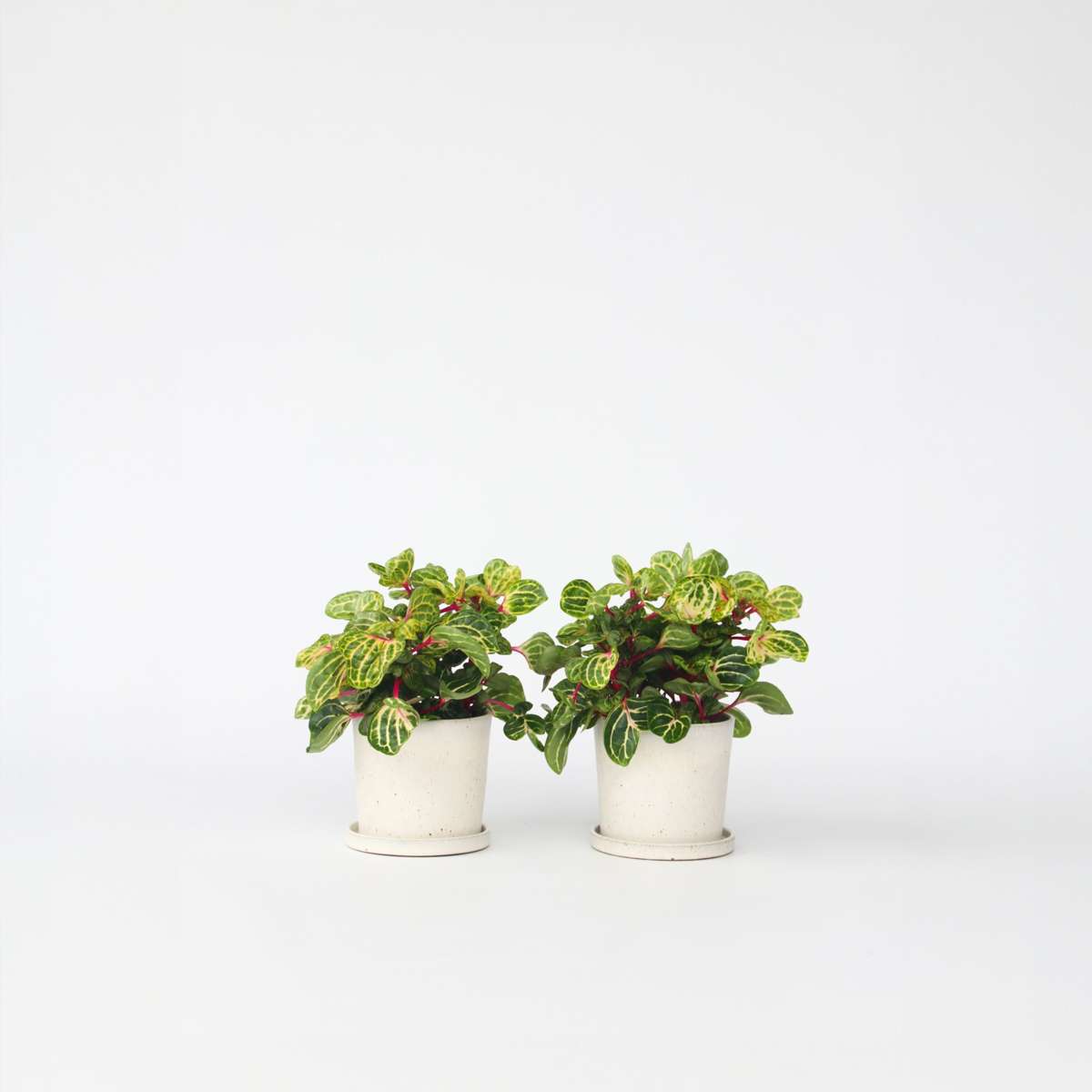 Florastore Blodblad - Set Om 2 - Iresine Herbstii - Höjd 20-30Cm - ⌀13Cm
