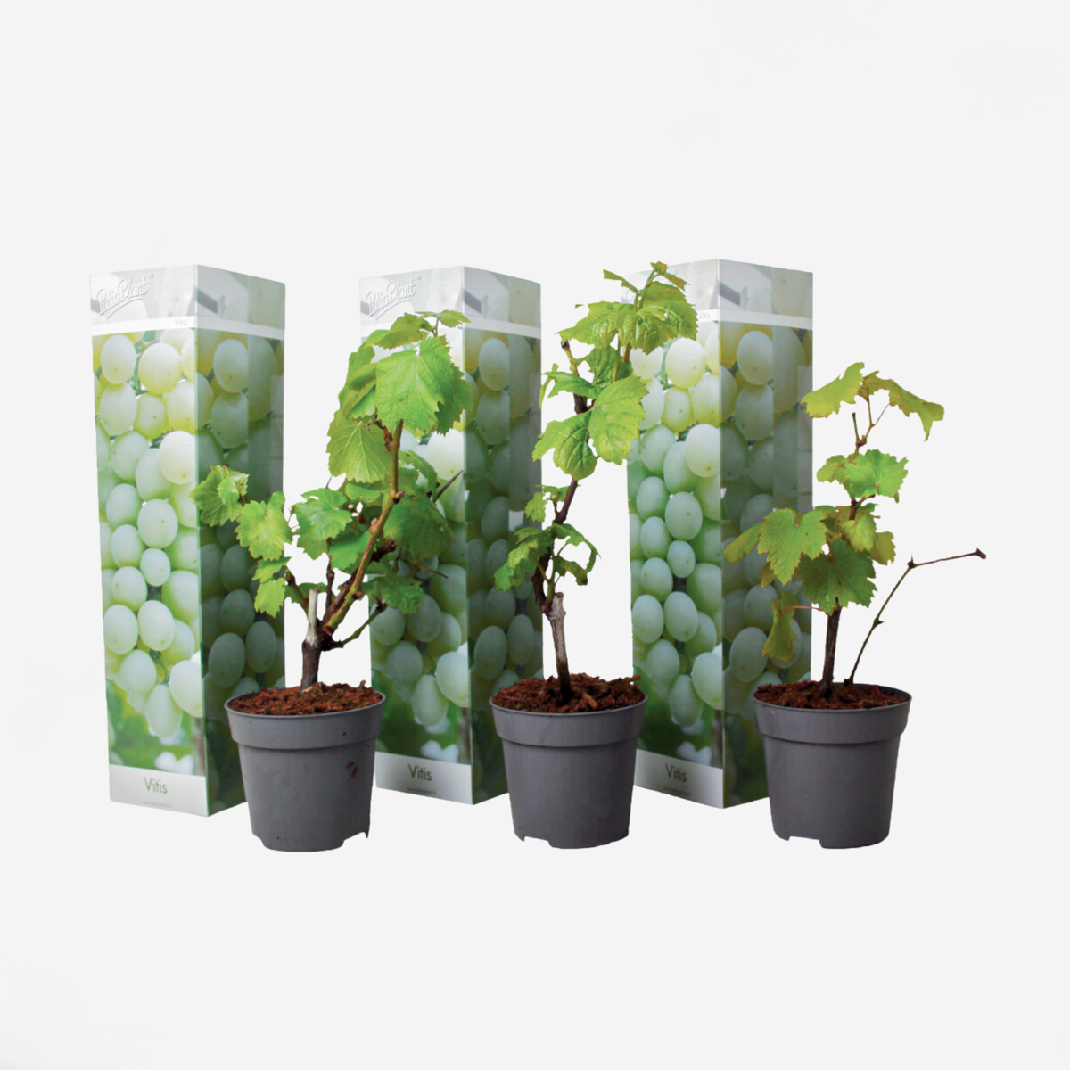 Florastore Druvväxt - Set Om 3 - Vitis Vinifera 'Chardonnay' - Höjd 25-40Cm - ⌀9Cm