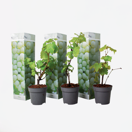 Florastore Druvväxt - Set Om 3 - Vitis Vinifera 'Chardonnay' - Höjd 25-40Cm - ⌀9Cm