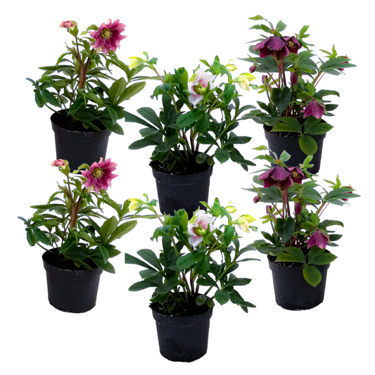 Florastore Julros - Set Om 6 - Helleborus Orientalis - Höjd 20-30Cm - ⌀12Cm