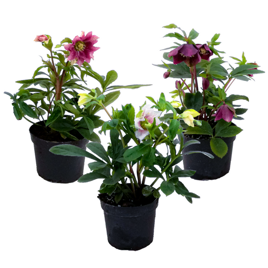 Florastore Julros - Set Om 3 - Helleborus Orientalis - Höjd 20-30Cm - ⌀12Cm