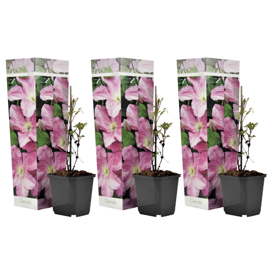 Florastore Klematis - Set Om 3 - Clematis 'Hagley Hybrid' - Höjd 25-40Cm - ⌀9Cm