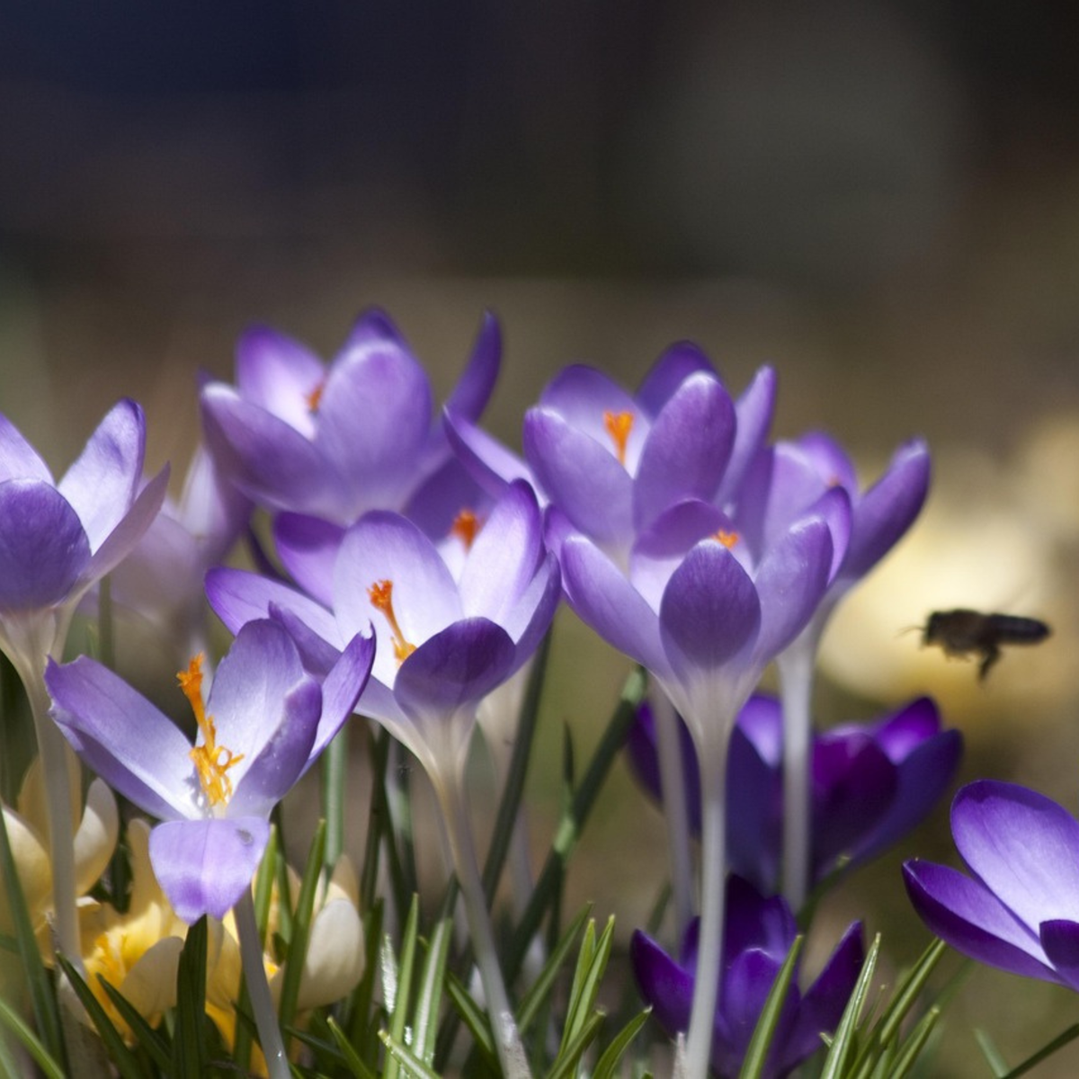 Crocus Krokuslökor - Set Om 100 - Crocus 'Ruby Giant' - Blomlökar - Purpur