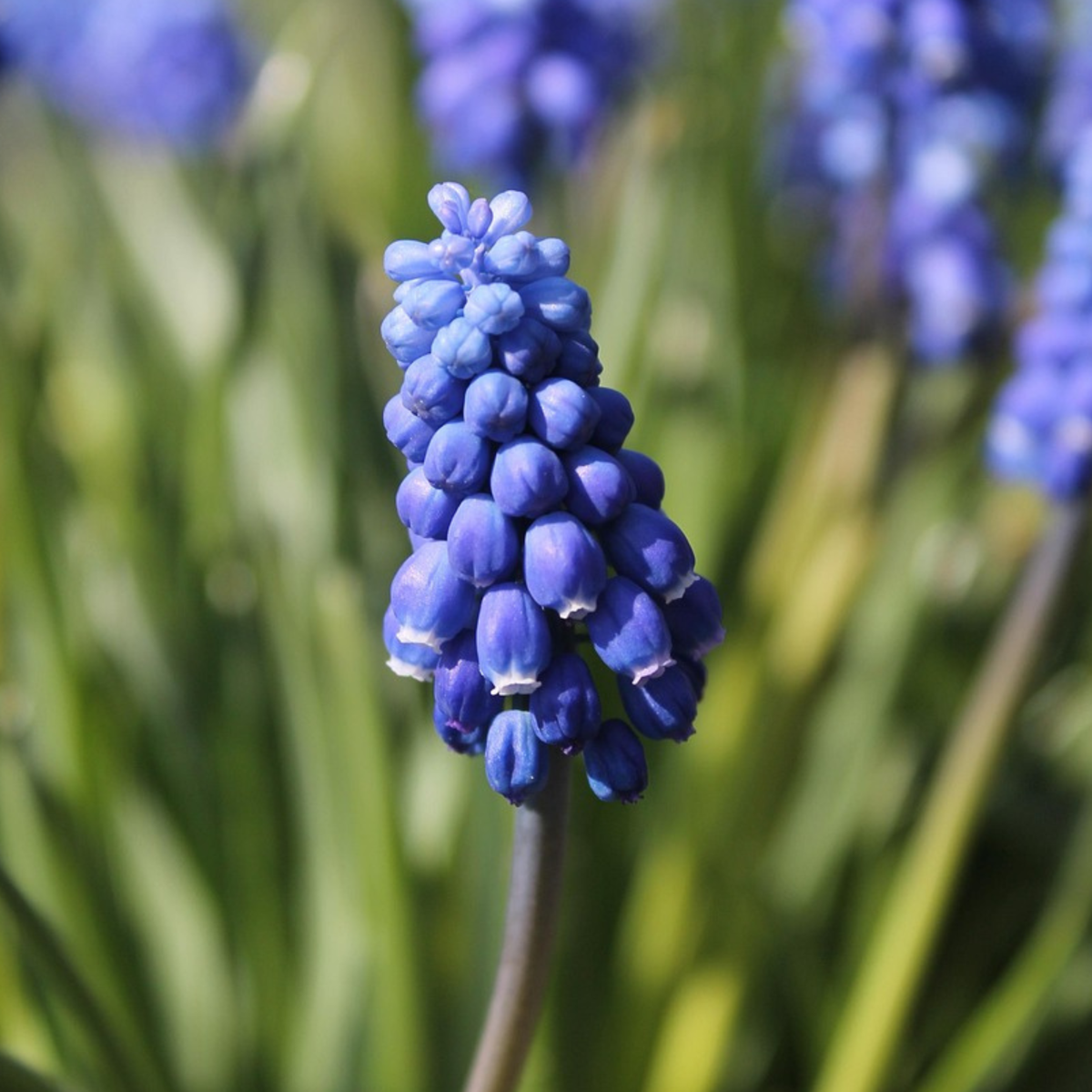 Grape Hyacinth Druvhyacint - Set Om 100 - Muscari Armeniacum - Blomlökar - Blå