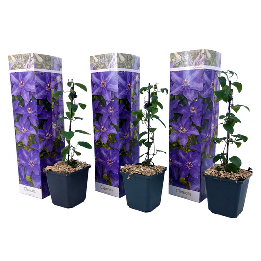 Florastore Klematis - Set Om 3 - Clematis 'The President' - Höjd 25-40Cm - ⌀9Cm