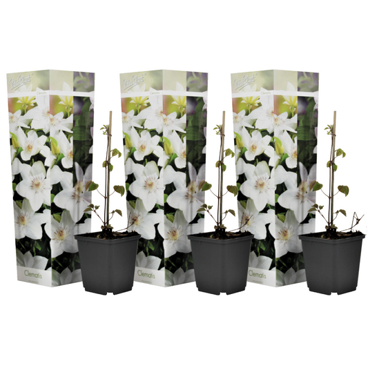 Florastore Klematis - Set Om 3 - Clematis Hybrid 'Mme Le Coultre' - Höjd 25-40Cm - ⌀9Cm