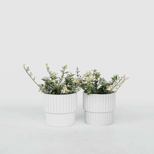 Florastore Klätterbenved - Set Om 4 - Euonymus 'Harlequin' - Höjd 20-30Cm - ⌀17Cm