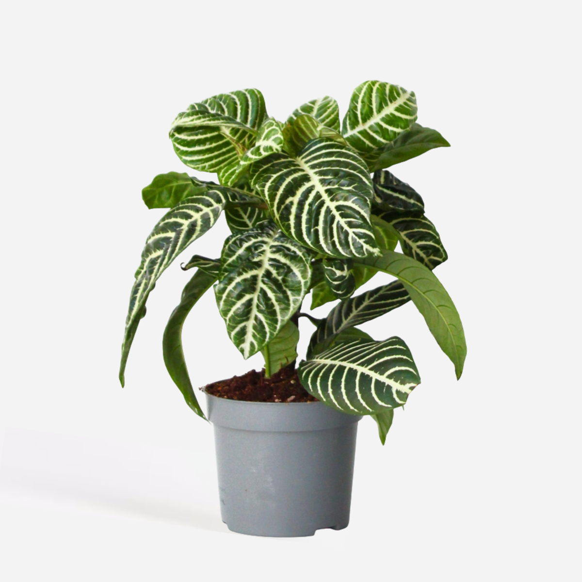 Florastore Zebraväxt - Aphelandra Squarrosa 'Botanica' - Höjd 25-45Cm - ⌀13Cm