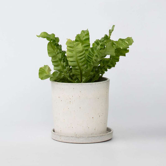 Florastore Fågelbobräken - Asplenium Nidus 'Crispy Wave' - Höjd 25-40Cm - ⌀12Cm