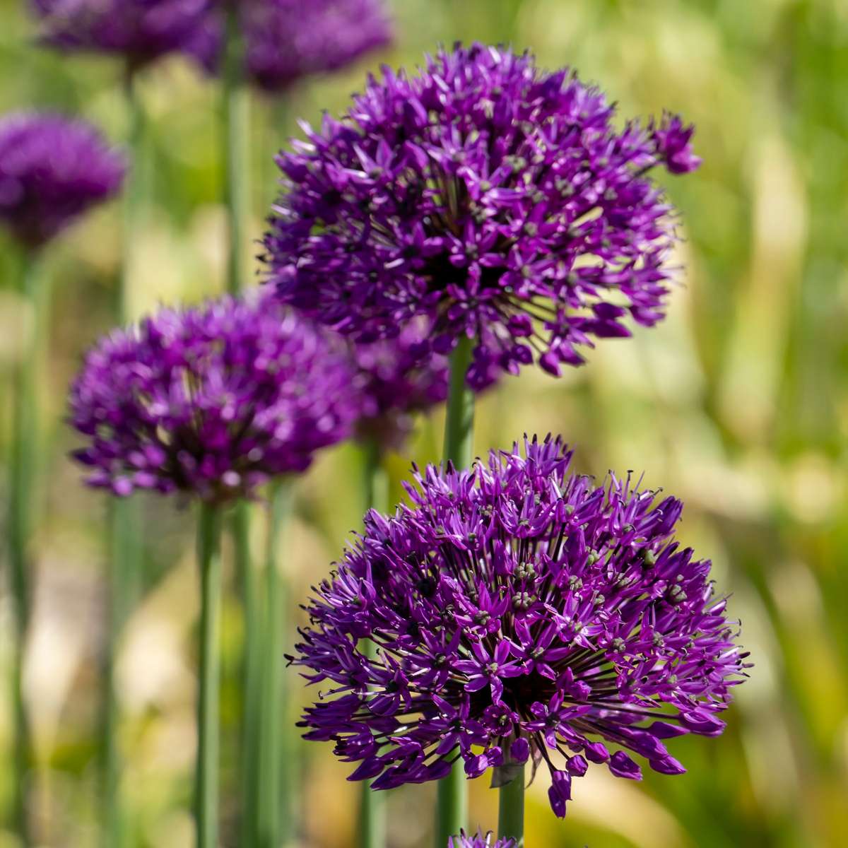Allium Lökar - Set Om 160 - Allium - Blomlökar - Flerfärgad