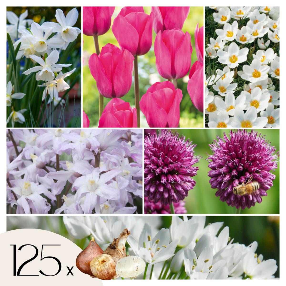 Florastore Blomlökpaket - Set Om 125 - Allium, Narcissus, Muscari - Blomlökar - Purpur