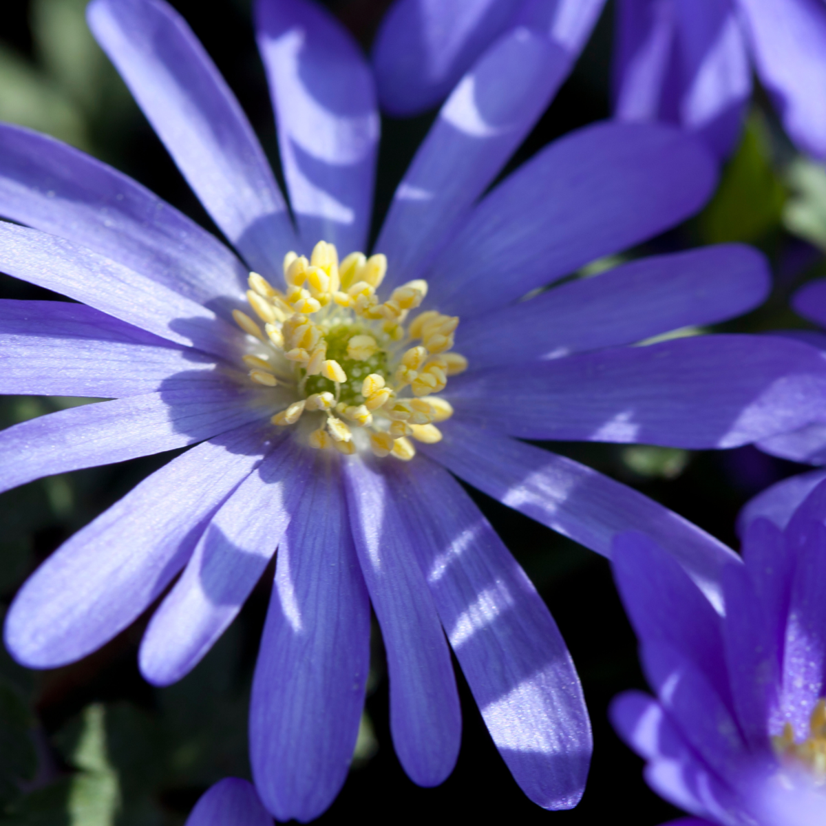 Bulb Mix Blomlökpaket - Set Om 125 - Allium, Narcissus, Tulipa Och Mer - Blomlökar - Blå