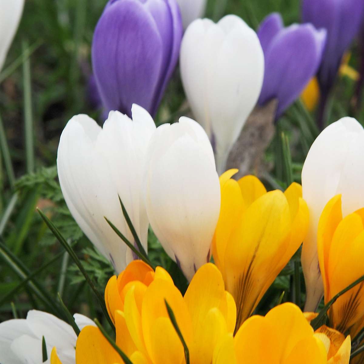 Florastore Krokuslökor - Set Om 120 - Crocus Mix - Blomlökar - Flerfärgad