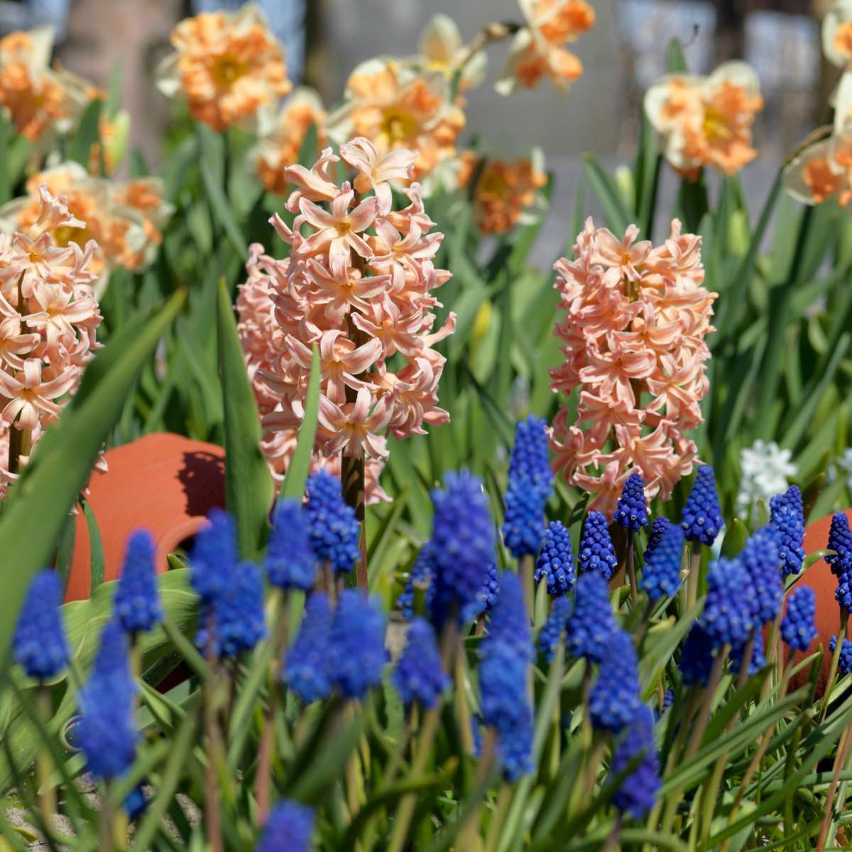 Hyacinth Hyacintlökor - Set Om 25 - Hyacinthus 'Gipsy Queen' - Blomlökar - Orange