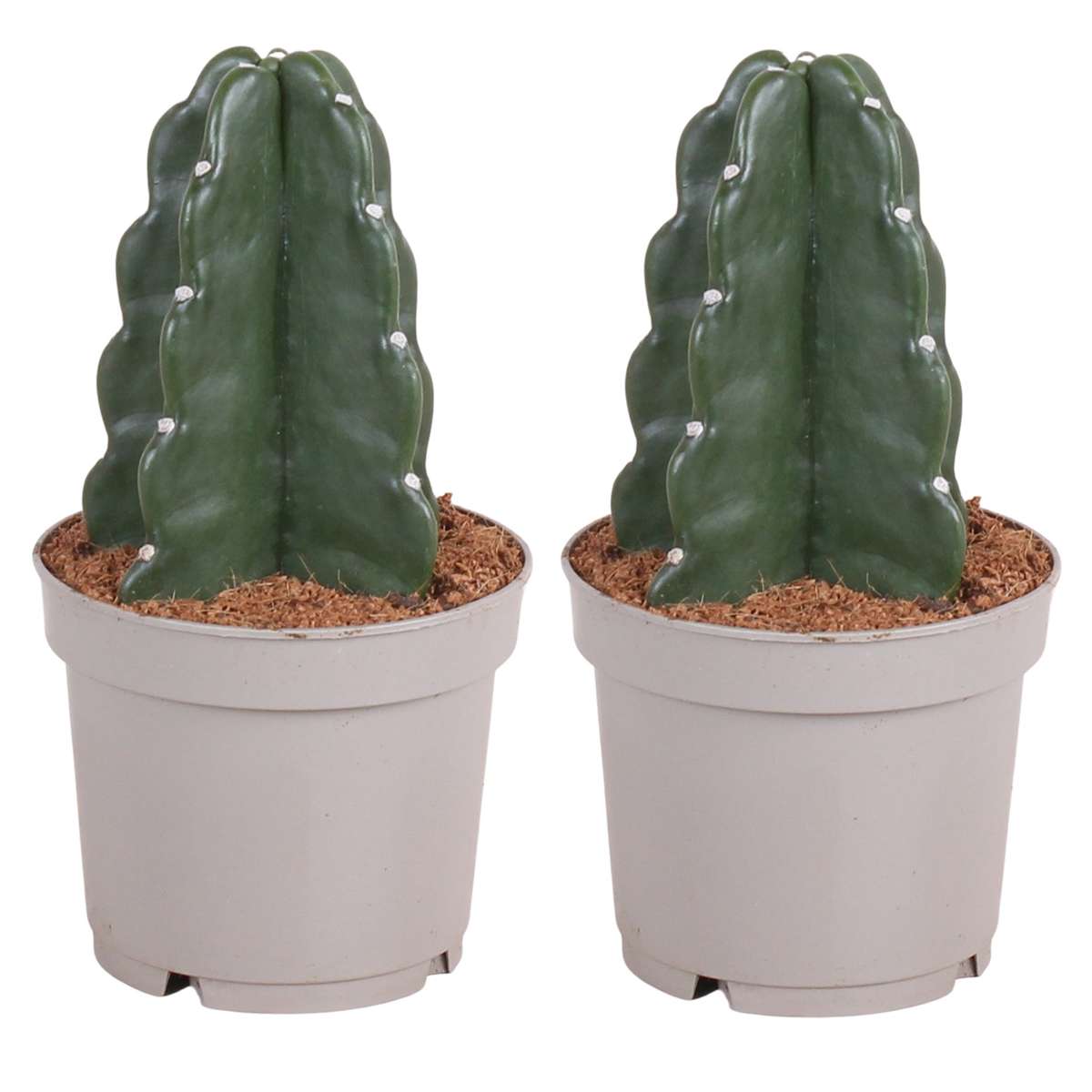 Florastore Rygglös Kaktus - Set Om 2 - Cereus Jamacaru - Höjd 25-30Cm - ⌀12Cm