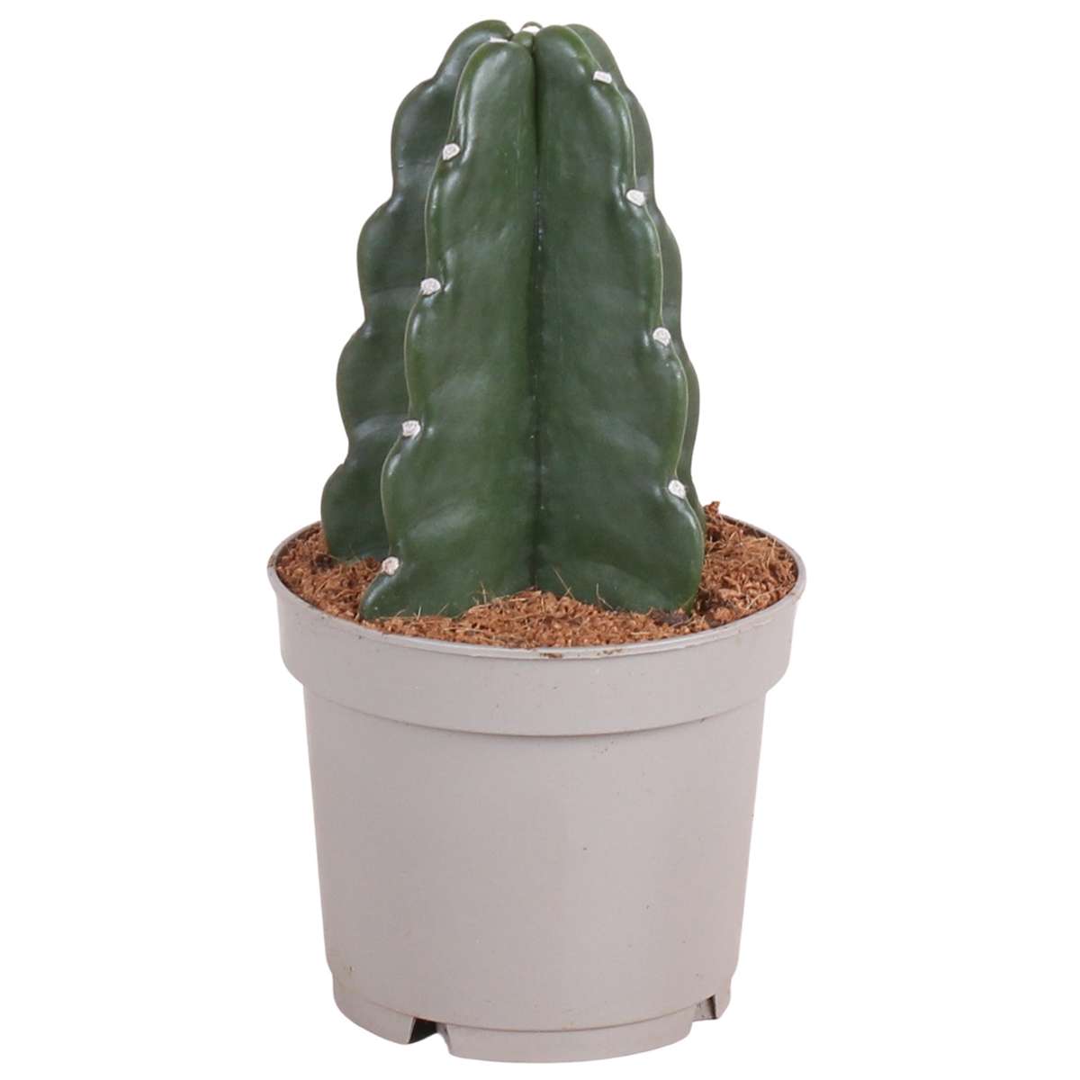 Florastore Rygglös Kaktus - Cereus Jamacaru - Höjd 25-30Cm - ⌀12Cm