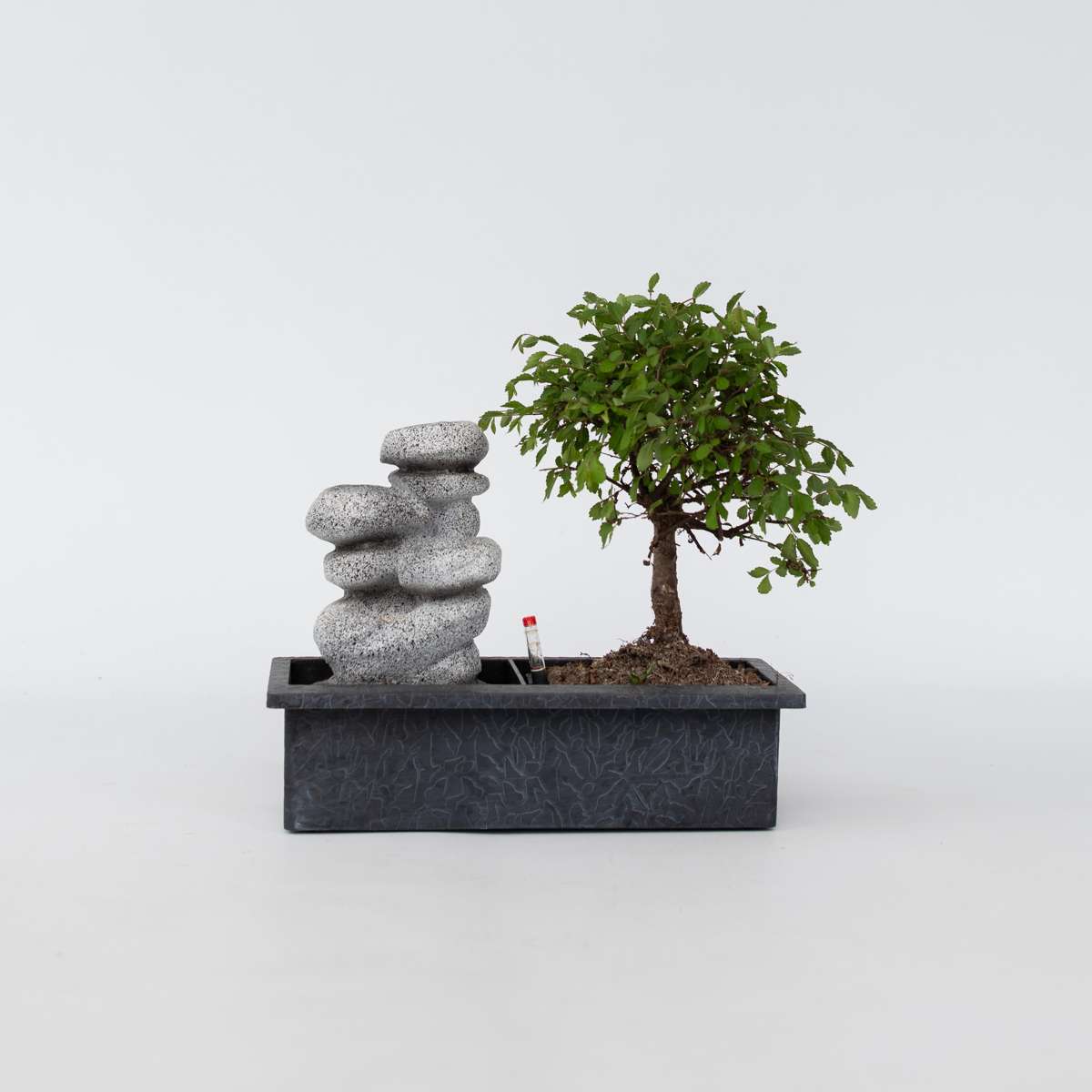 Florastore Bonsaiträd - Bonsai - Höjd 25-35Cm - ⌀29Cm