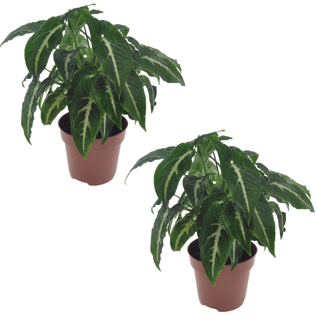 Florastore Pilspetsranka - Set Om 2 - Syngonium 'Wendlandii' - Höjd 20-30Cm - ⌀12Cm