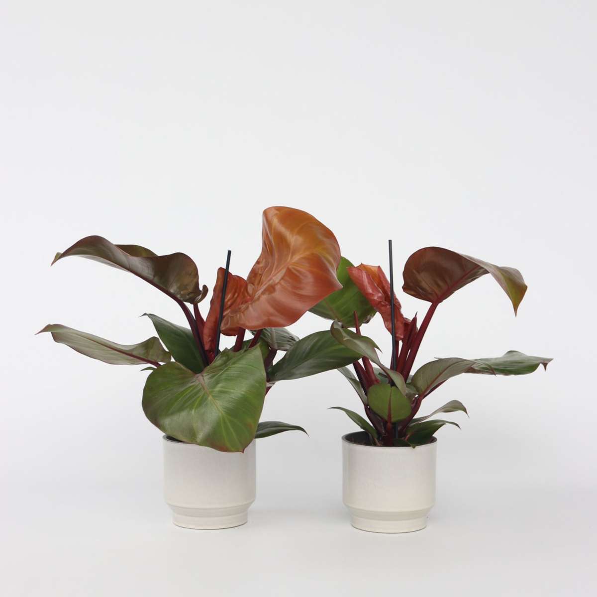 Florastore Filodendron - Set Om 2 - Philodendron 'Sun Light' - Höjd 20-30Cm - ⌀12Cm