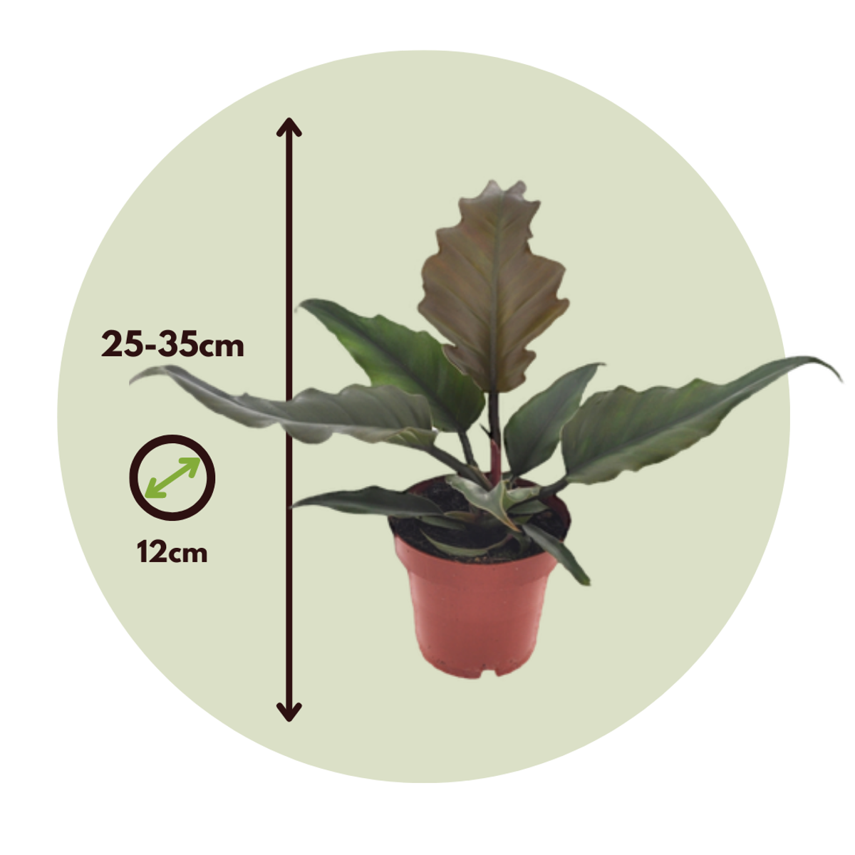 Philodendron Filodendron - Set Om 2 - Philodendron 'Caramel' - Höjd 25-35Cm - ⌀12Cm