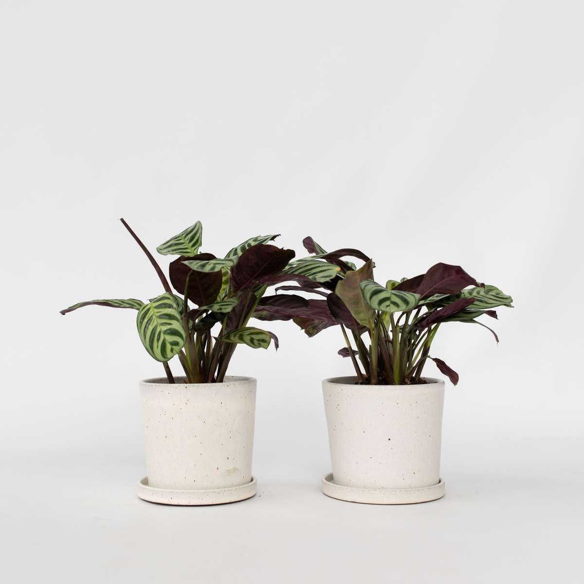 Florastore Fiskbensstenante - Set Om 2 - Ctenanthe 'Amagris' - Höjd 20-30Cm - ⌀12Cm