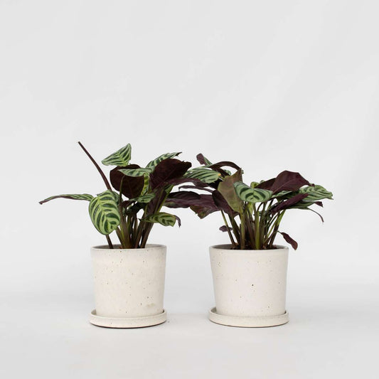 Florastore Fiskbensstenante - Set Om 2 - Ctenanthe 'Amagris' - Höjd 20-30Cm - ⌀12Cm