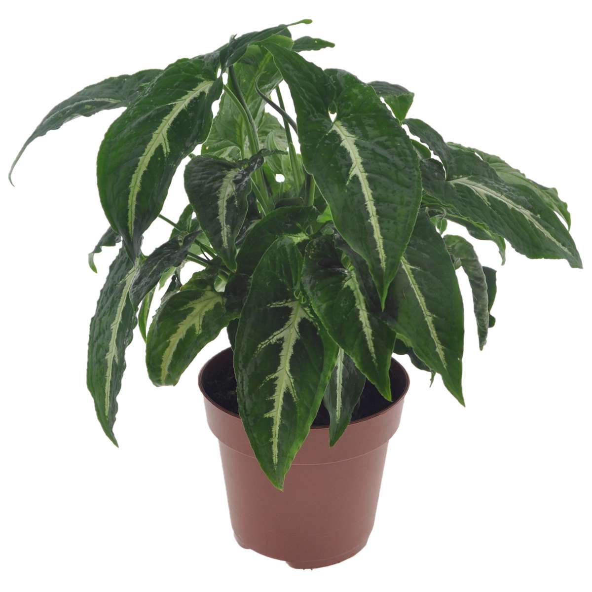 Florastore Pilspetsranka - Syngonium 'Wendlandii' - Höjd 20-30Cm - ⌀12Cm