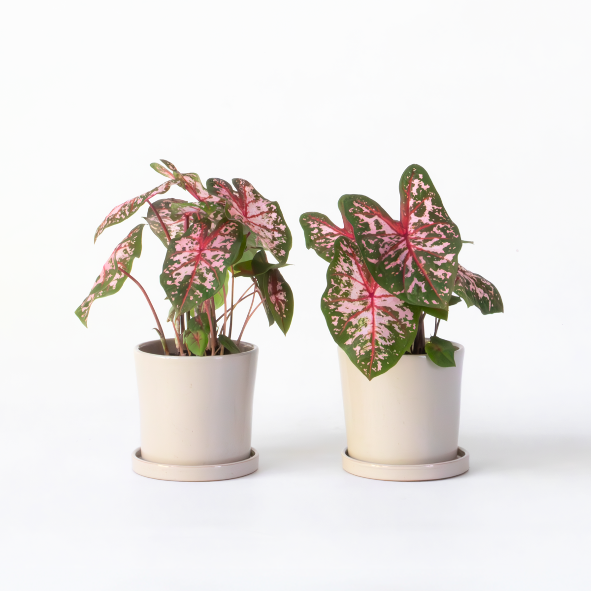 Florastore Kaladium - Set Om 2 - Caladium 'Carolyn Whorton' - Höjd 25-40Cm - ⌀13Cm