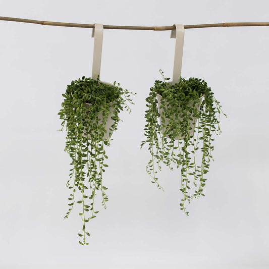 Florastore Pärlsnöre - Set Om 2 - Senecio Rowleyanus - Höjd 10-20Cm - ⌀12Cm