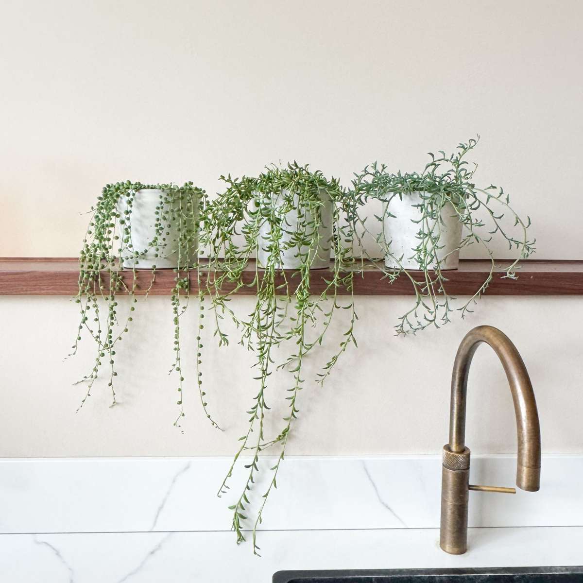 Hanging Plants Pärlsnöre - Senecio Rowleyanus - Höjd 10-20Cm - ⌀12Cm