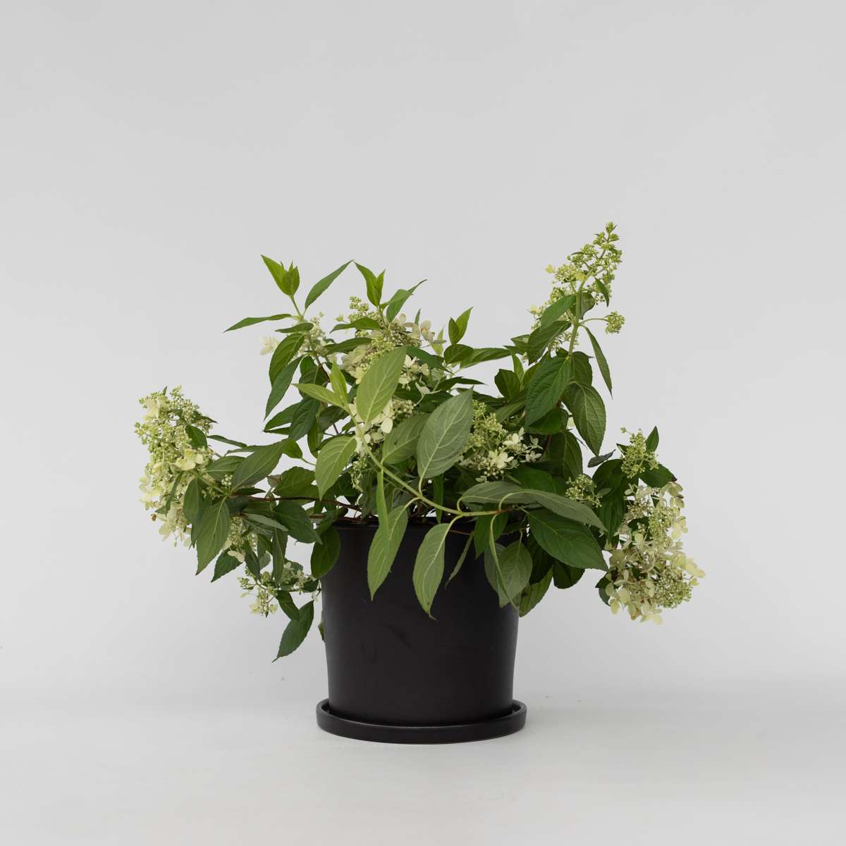 Florastore Hortensia - Hydrangea Paniculata 'Confetti' - Höjd 25-40Cm - ⌀19Cm