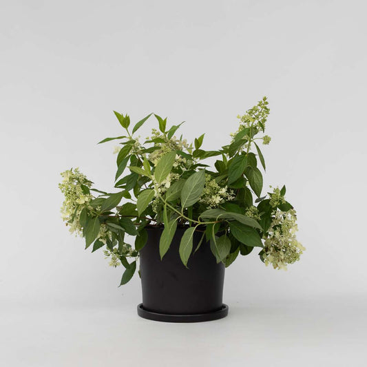Florastore Hortensia - Hydrangea Paniculata 'Confetti' - Höjd 25-40Cm - ⌀19Cm