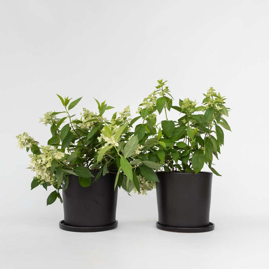 Florastore Hortensia - Set Om 2 - Hydrangea Paniculata 'Confetti' - Höjd 25-40Cm - ⌀19Cm