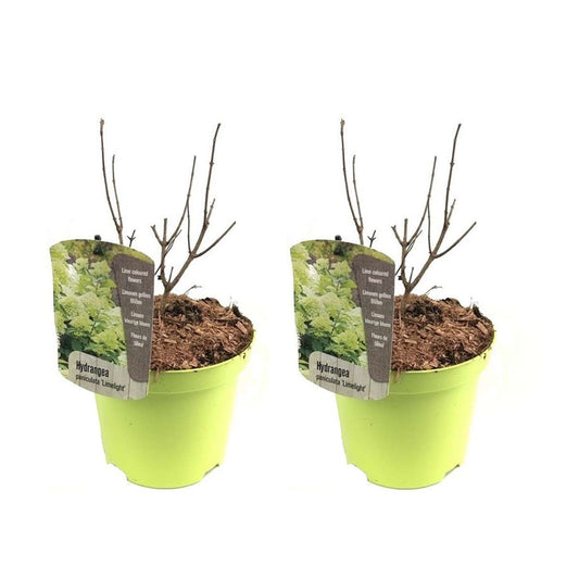 Florastore Hortensia - Set Om 2 - Hydrangae Paniculata 'Limelight' - Höjd 25-40Cm - ⌀19Cm