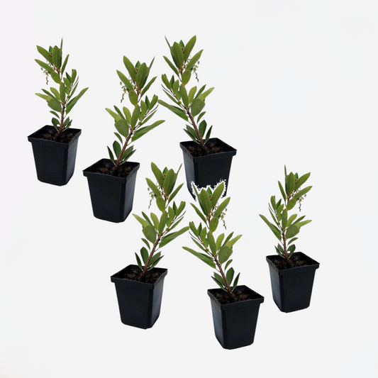 Florastore Jordgubbsplanta - Set Om 6 - Arbutus 'Unedo' - Höjd 25-40Cm - ⌀9Cm
