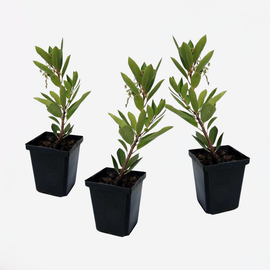 Florastore Jordgubbsplanta - Set Om 3 - Arbutus 'Unedo' - Höjd 25-40Cm - ⌀9Cm