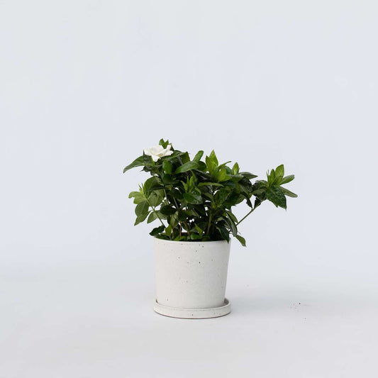 Florastore Kapjasmin - Gardenia Jasminoides - Höjd 20-30Cm - ⌀13Cm