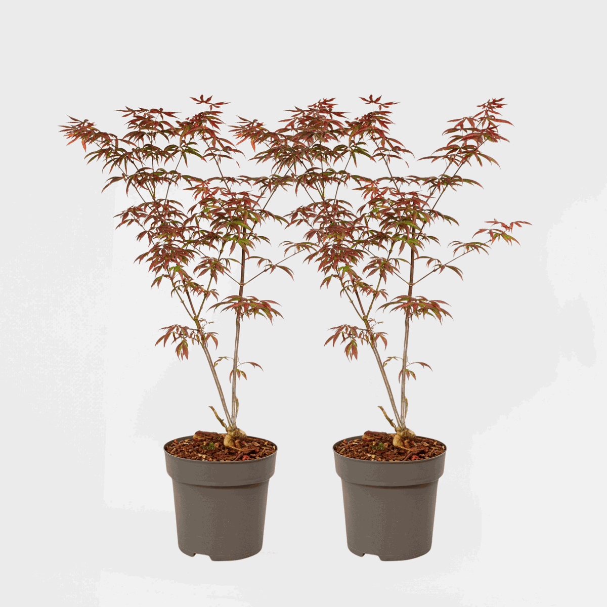 Florastore Japansk Lönn - Set Om 2 - Acer Palmatum 'Starfish' - Höjd 60-70Cm - ⌀19Cm