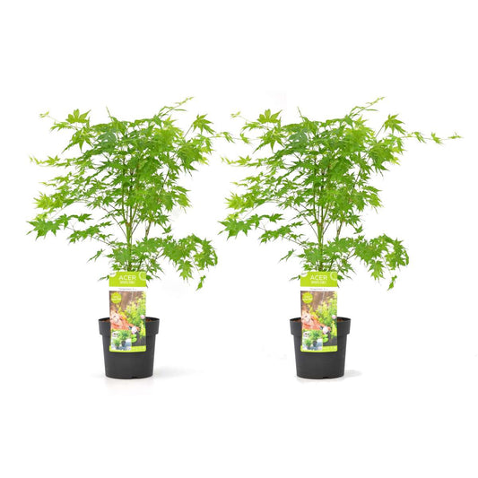 Florastore Japansk Lönn - Set Om 2 - Acer Palmatum 'Going Green' - Höjd 50-60Cm - ⌀19Cm