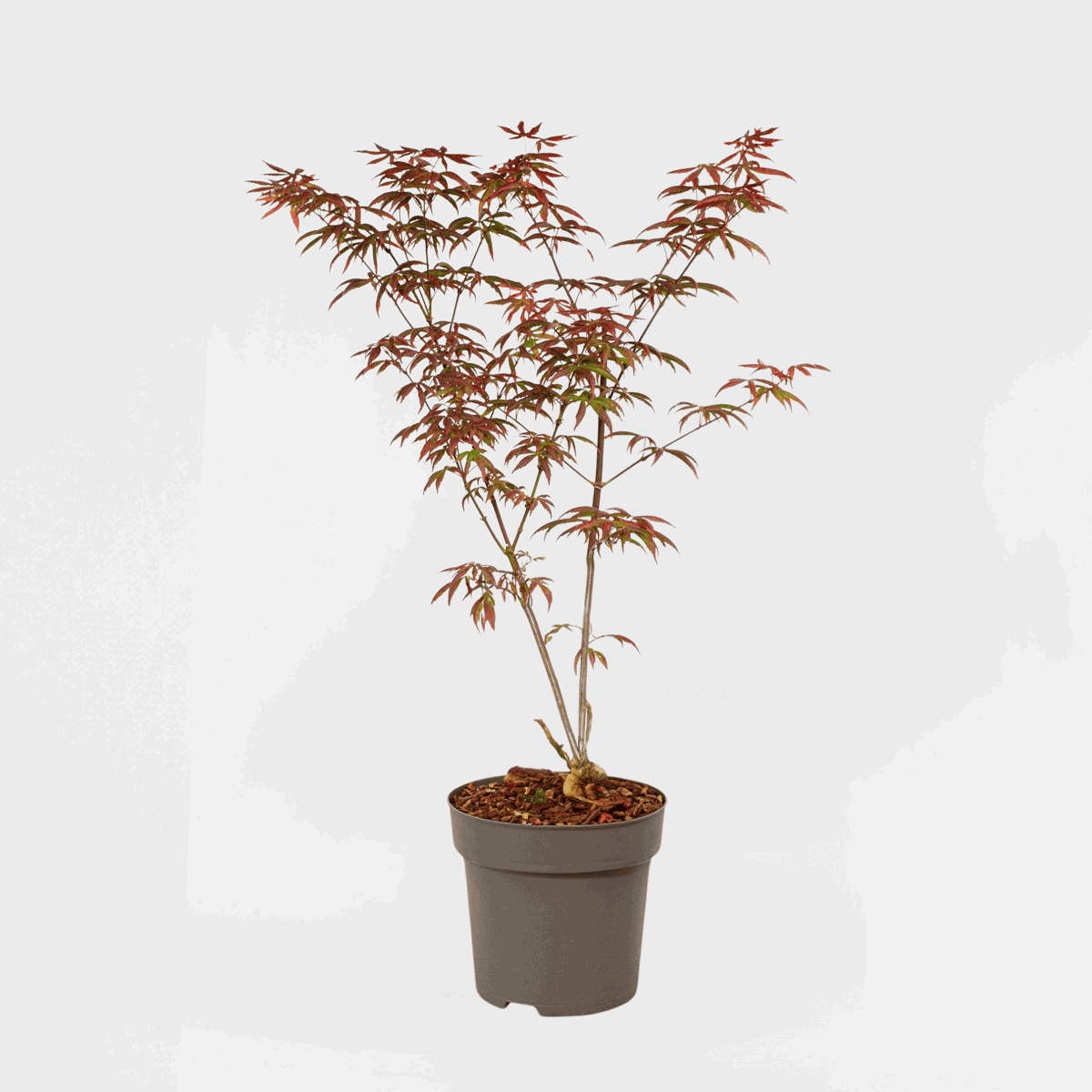 Florastore Japansk Lönn - Acer Palmatum 'Starfish' - Höjd 60-70Cm - ⌀19Cm