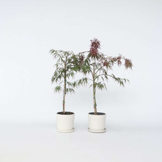 Florastore Japansk Lönn - Set Om 2 - Acer Palmatum 'Inaba-Shidare' - Höjd 30-40Cm - ⌀13Cm