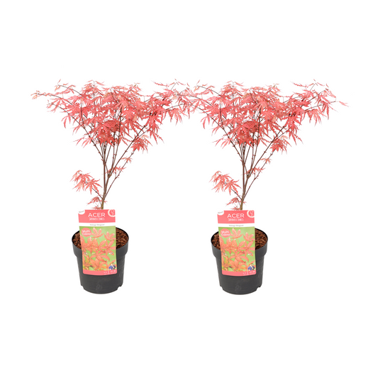 Florastore Japansk Lönn - Set Om 2 - Acer Palmatum 'Amagi-Shigure' - Höjd 30-40Cm - ⌀13Cm