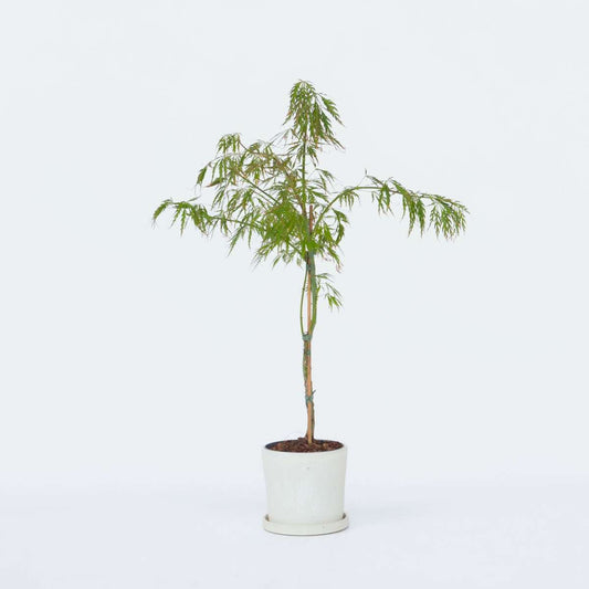 Florastore Japansk Lönn - Acer Palmatum 'Inaba-Shidare' - Höjd 30-40Cm - ⌀13Cm