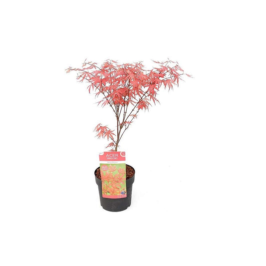 Florastore Japansk Lönn - Acer Palmatum 'Amagi-Shigure' - Höjd 30-40Cm - ⌀13Cm