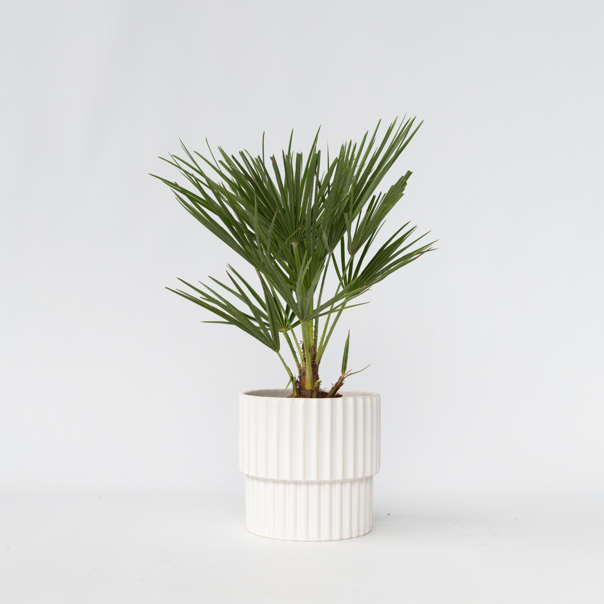 Florastore Europeiska Dvärgpalm - Chamaerops Humilis - Höjd 50-60Cm - ⌀15Cm