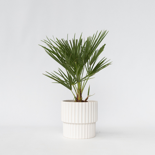Florastore Europeiska Dvärgpalm - Chamaerops Humilis - Höjd 50-60Cm - ⌀15Cm