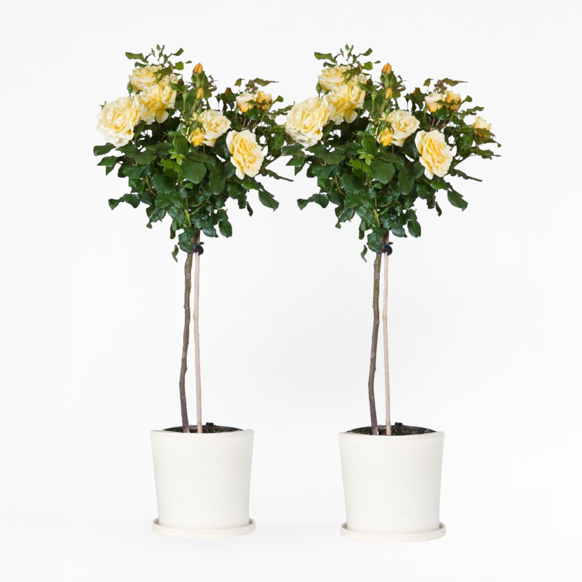 Florastore Ros På Stam - Set Om 2 - Rosa Palace ‘Mysore’ - Höjd 80-100Cm - ⌀19Cm