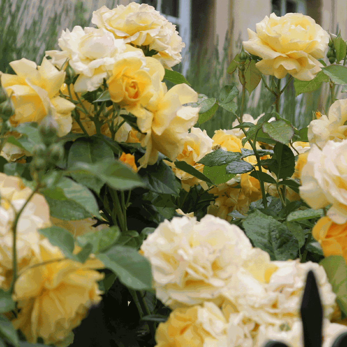 Roses Ros På Stam - Set Om 2 - Rosa Palace ‘Mysore’ - Höjd 80-100Cm - ⌀19Cm